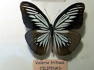 Pareronia tritaea