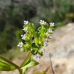 Bloeiwijze met scheve kelken