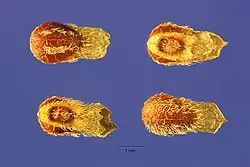 Vruchten met een grote kelktand en de anderen veel kleiner