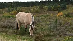 Een fjordenpaard in de Vallei van de Kikbeekbron