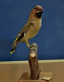 Een pestvogel in "De Watersnip" in de Vallei van de Zwarte Beek