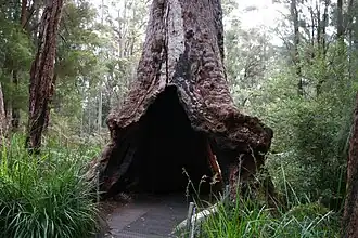 Valley of the Giants