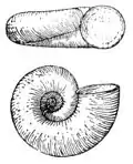Valvata cristata