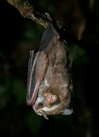 Vampyriscus nymphaeus