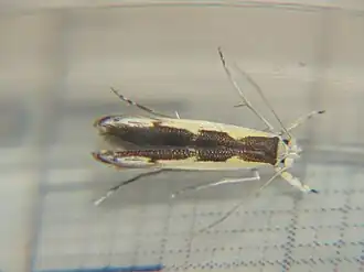 Vanicela disjunctella