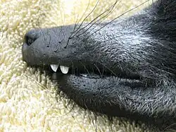 Bek van de vari met een duidelijk zichtbare overbeet