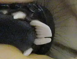 De tandenkam is een hulpmiddel om de vacht te verzorgen.