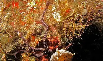 Ophiomastix variabilis