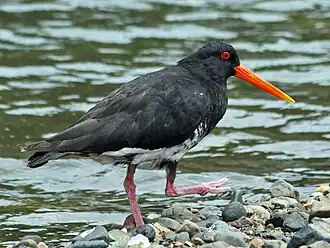 Nieuw-Zeelandse zwarte scholekster