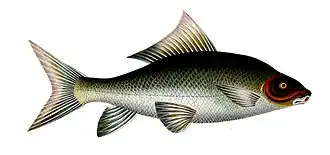 Labeo fimbriatus