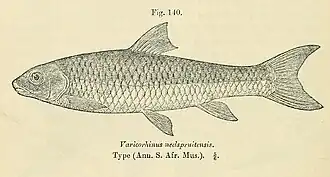 Varicorhinus nelspruitensis