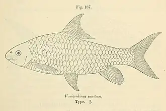 Varicorhinus sandersi