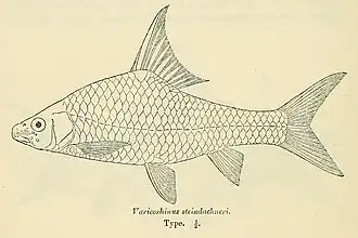 Varicorhinus steindachneri