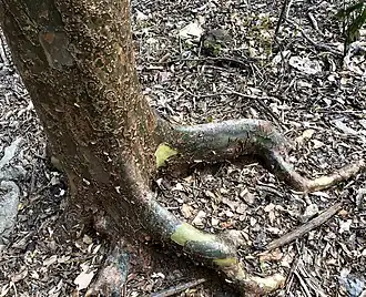 Commiphora aprevalii