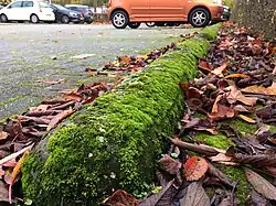 Varkensruggen begroeid met de muisjesmos-associatie