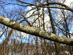 De associatie van melige schotelkorst op een beukentak