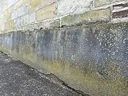 Een betonnen, geëutrofieerde muurvoet begroeid met de sinaasappelkorst-associatie.