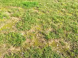 De smaragdsteeltjes-associatie in mozaïek met de associatie van Engels raaigras en grote weegbree