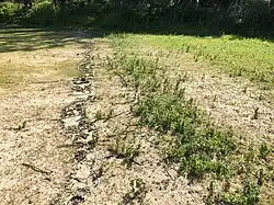 Natuurlijk zoneringspatroon bij een drooggevallen strang