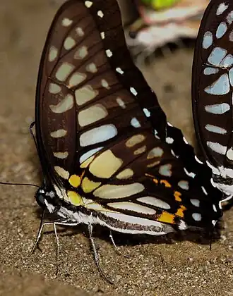 Graphium chironides