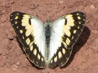 Colotis vesta