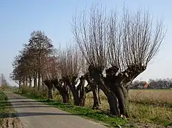 Knotwilgen aan de Weteringweg