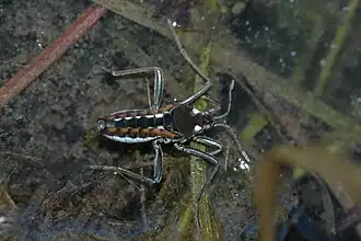 Beekloper (Velia caprai)