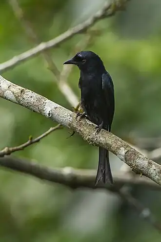 Bosdrongo
