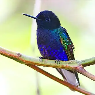 Witstaarthoornkolibrie