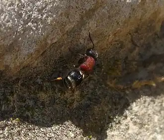 Tropidotilla litoralis