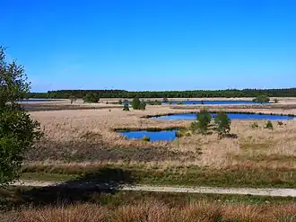 Vennetjes op de Duurswouderheide