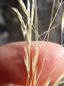 Bloeiwijze met ruwe takken