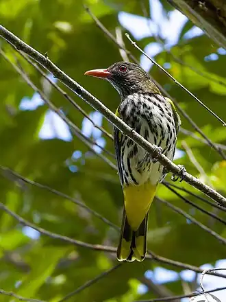 Buiksprekerwielewaal