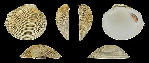 Venus verrucosa verrucosa Rechter klep