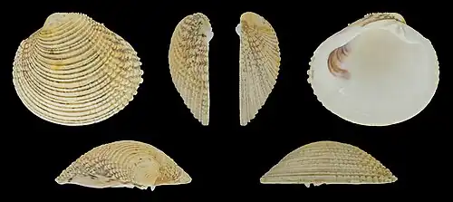 Venus verrucosa verrucosa Linker klep