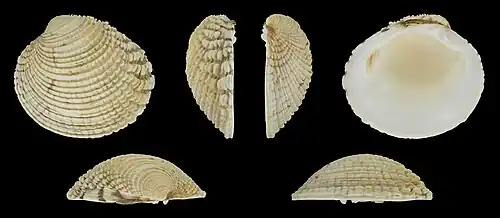 Venus verrucosa simulans Linker klep