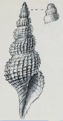 Veprecula arethusa