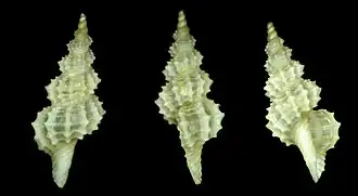 Veprecula echinulata