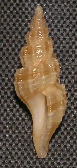 Veprecula gracilispira