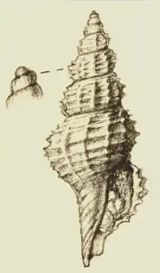 Veprecula hedleyi