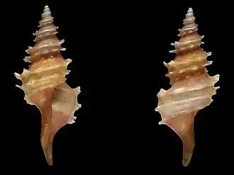 Veprecula polyacantha