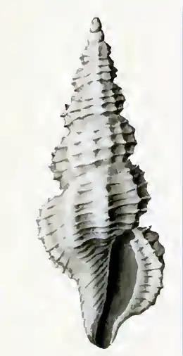Veprecula vacillata