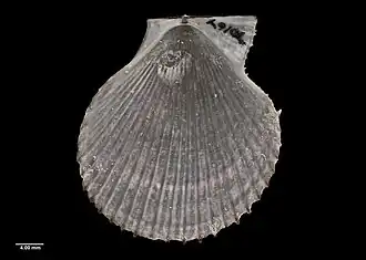 Veprichlamys kiwaensis