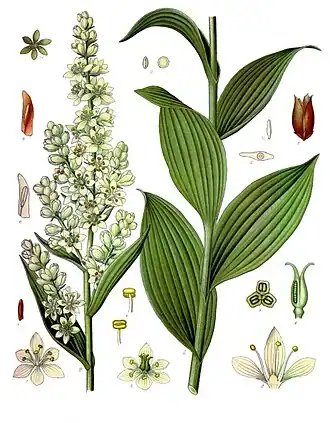Veratrum