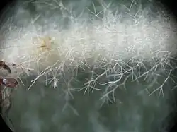 Achterzijde blad met sterharen