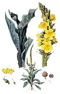 De Koningskaars of Verbascum thapsus uit Flora Batava, deel 3, plaat 162. Amsterdam, J.C. Sepp en zoon, 1814.