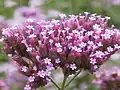 IJzerhard, Verbena bonariensis