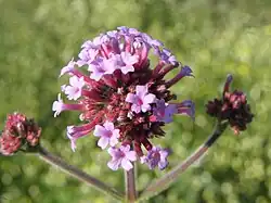 De wel in tuinen aangeplante Verbena bonariensis (Stijf ijzerhard)