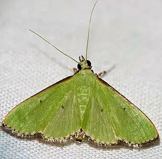 Parotis baldersalis