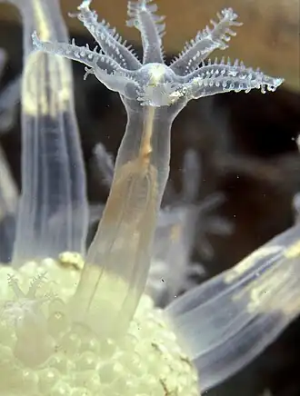 Veretillum cynomorium